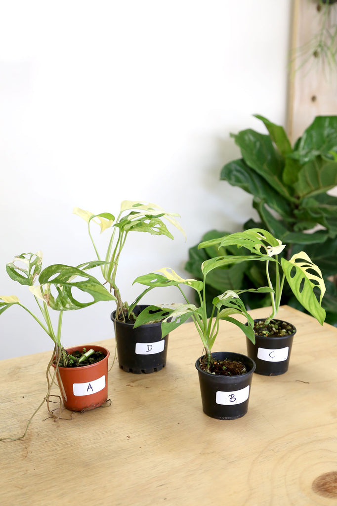 Buy Indoor Plants Online Sydney Plant Delivery More Plants