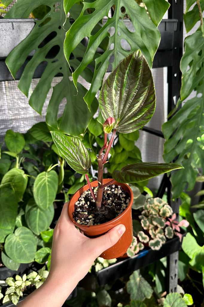 Peperomia_rugosa_Ecuador_Online_Sydney