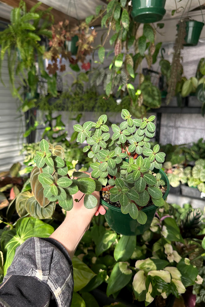 Peperomia_verticillata_Red_Log_Sydney