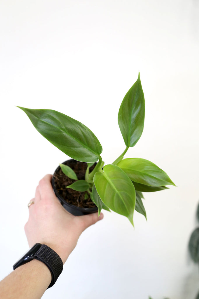 Philodendron-subhastatum-climbing-indoor-plant