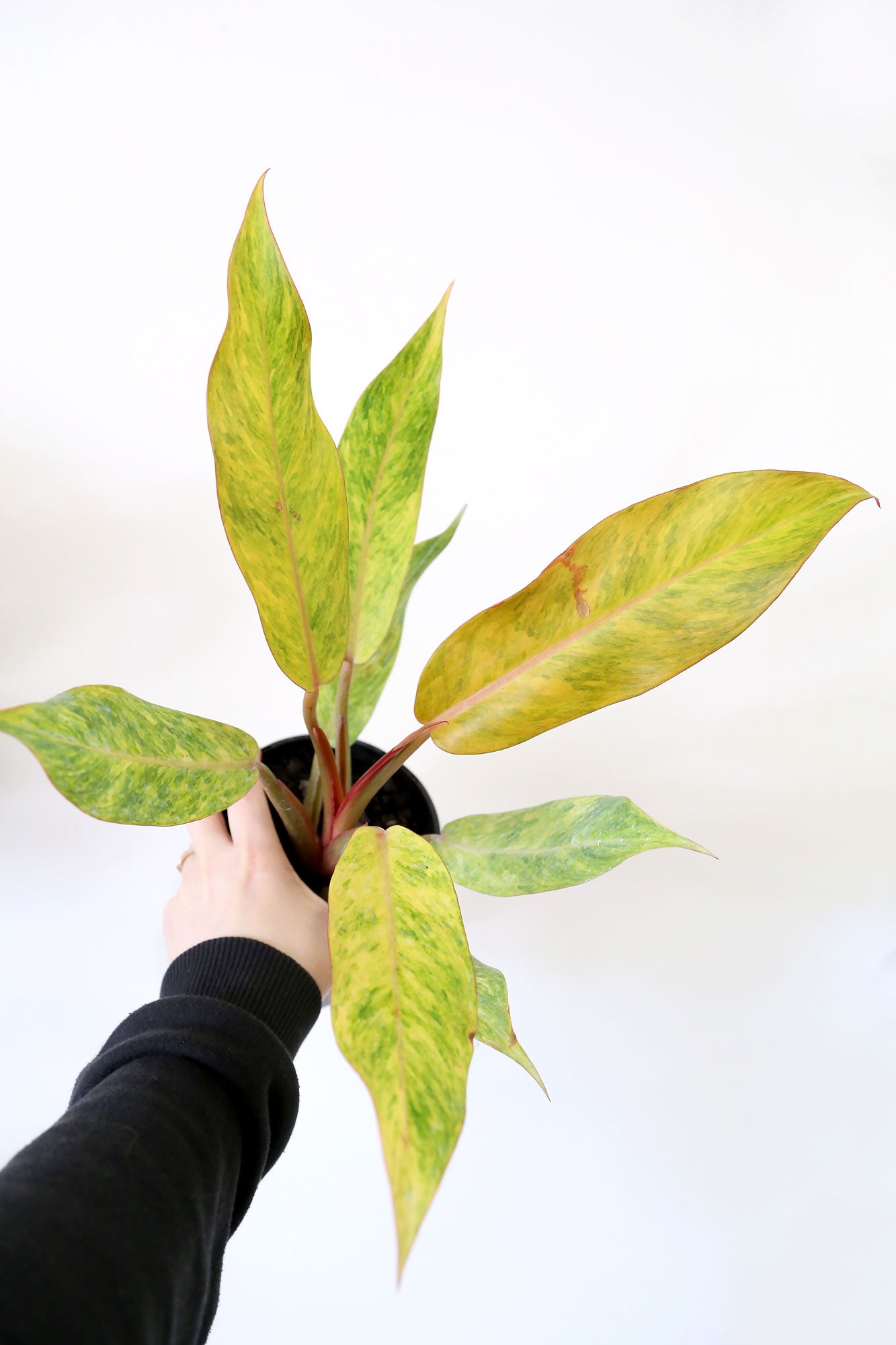philodendron autumn Buy Best Place to Buy Philodendron 'Autumn Queen' Online | More Plants Online