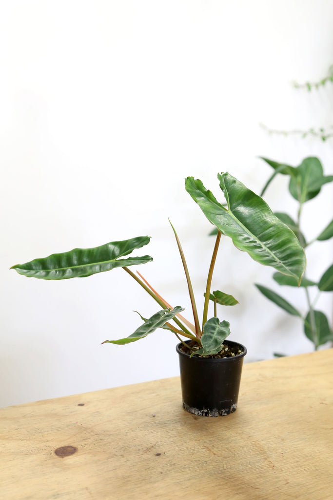 Buy Indoor Plant Collections Store Online More Plants