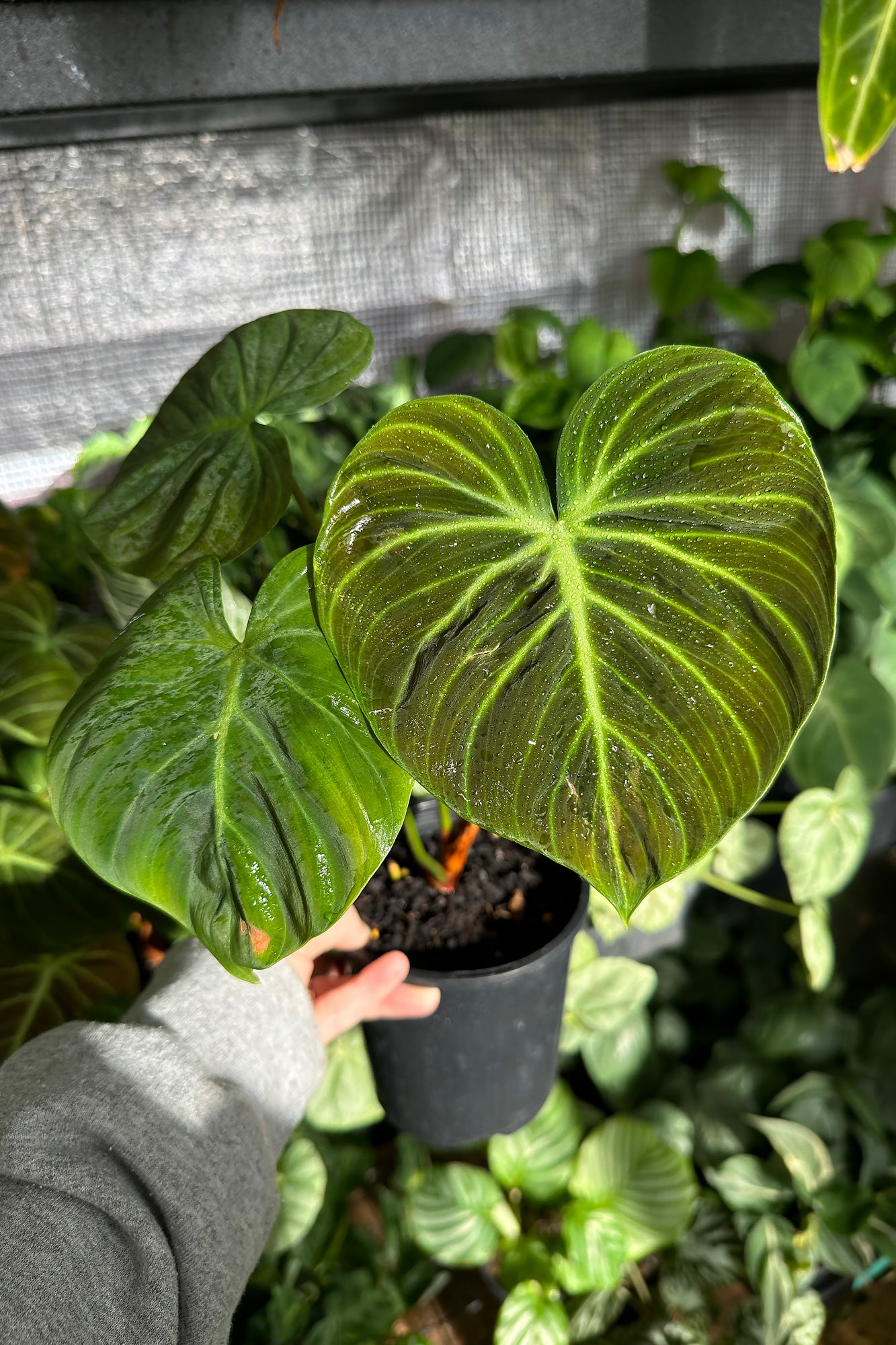 Philodendron luxurian El Choco Red
