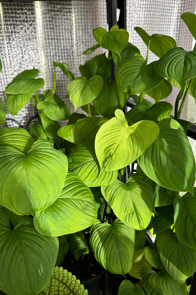 Philodendron_Fibraecataphyllum_Online_Sydney