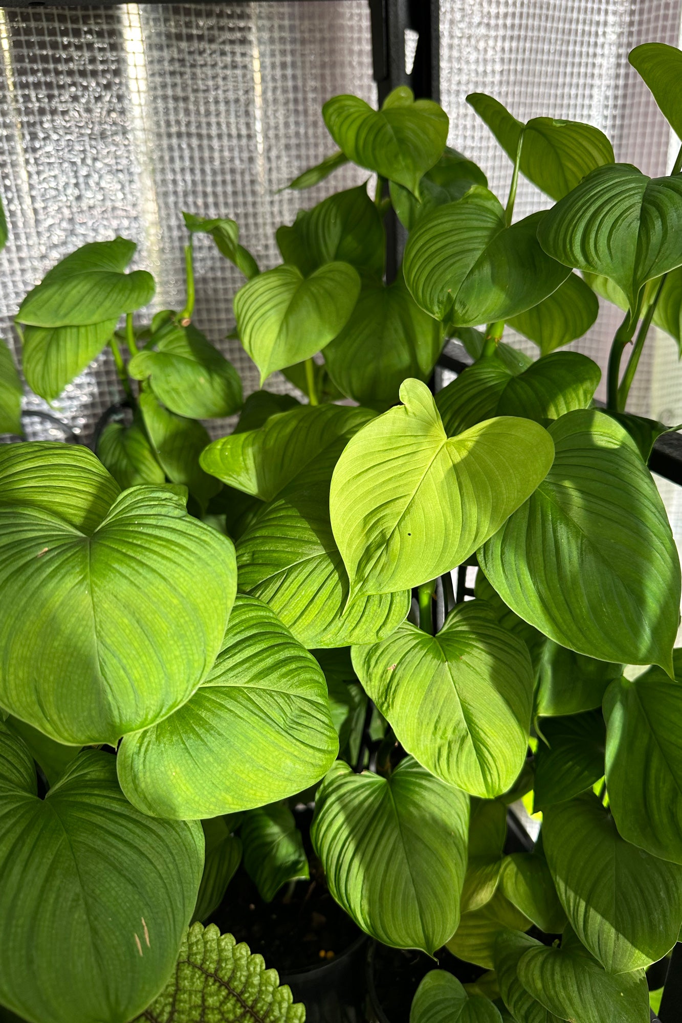philodendron fibraecataphyllum care Buy Philodendron fibraecataphyllum Online