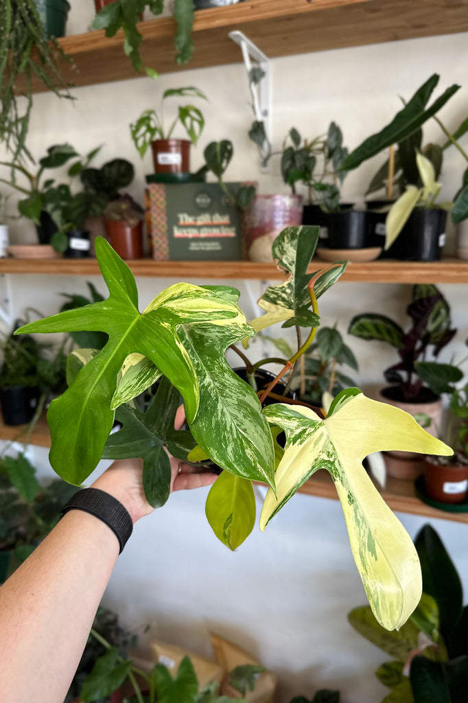 Philodendron_Florida_Beauty_Rare_Indoor_Plants