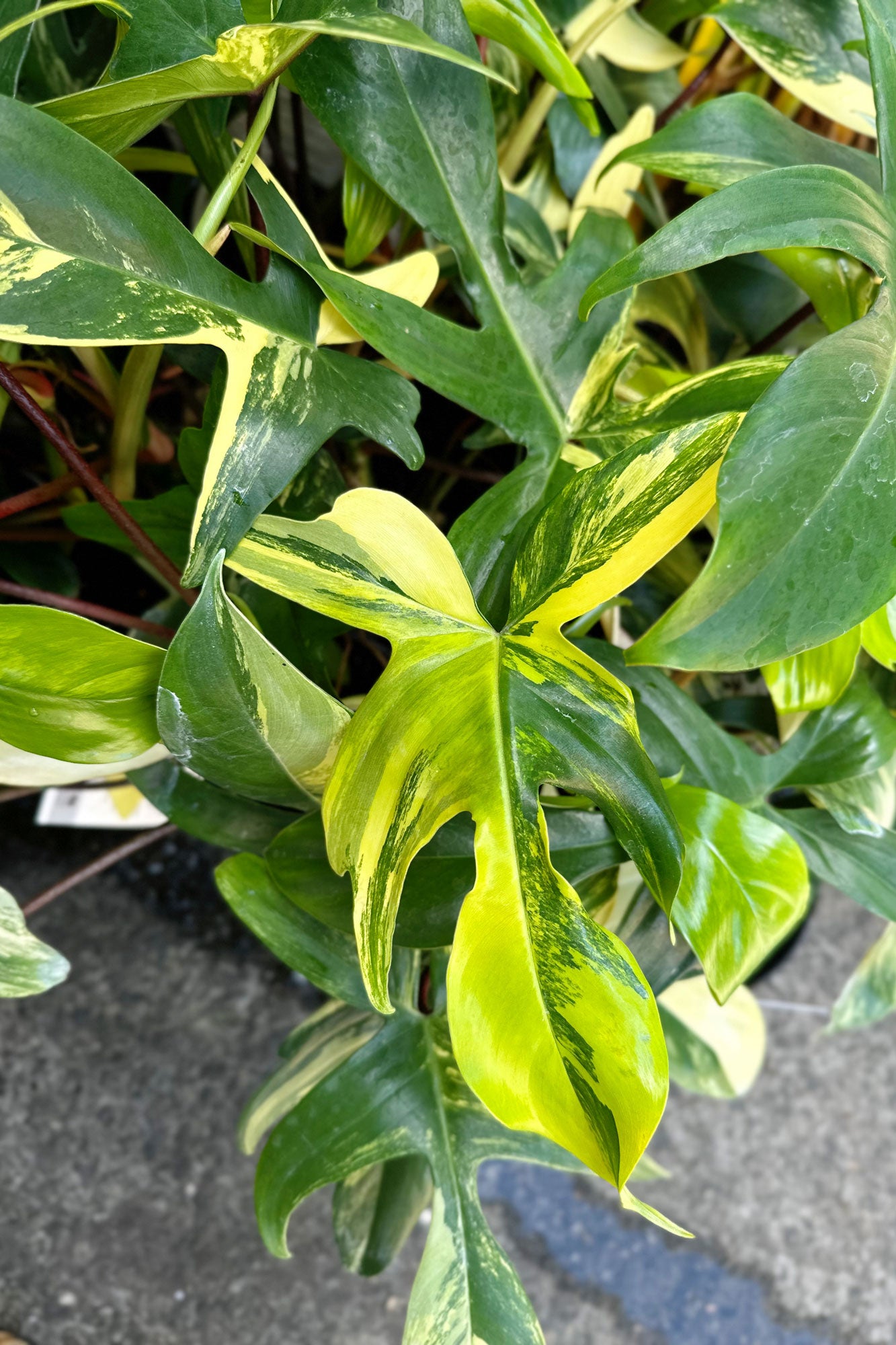 philodendron for sale sydney Buy Best Place To Buy Philodendron 'Florida Beauty' Online | More Plants  Online
