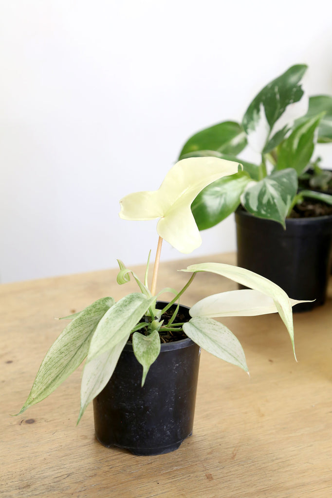 Philodendron_Florida_Ghost_Indoor_Plants_Online