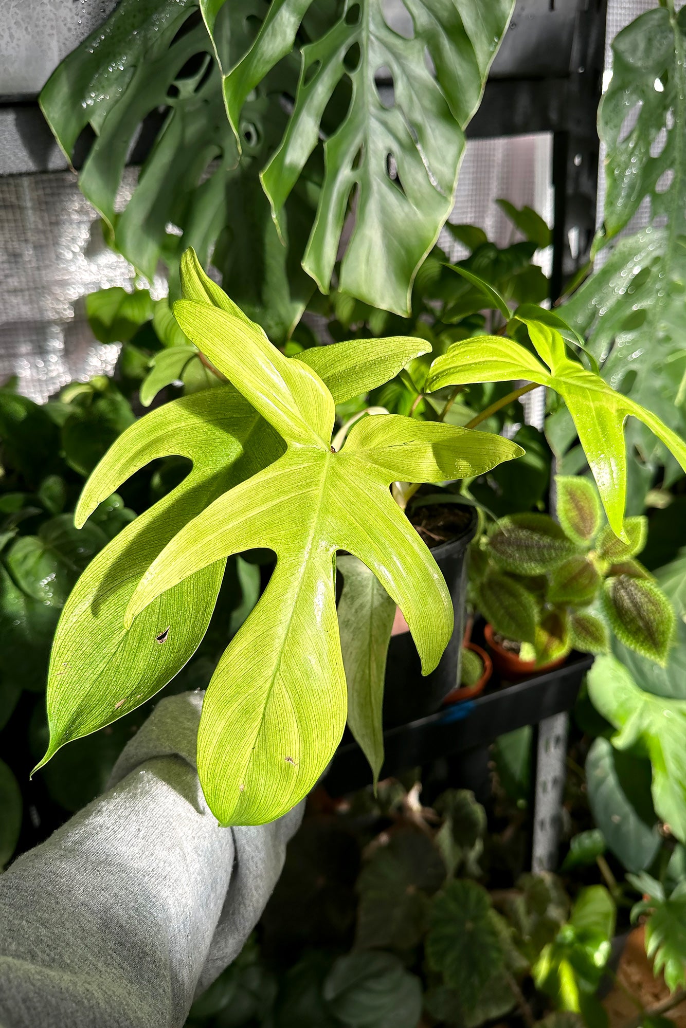 philodendron florida ghost australia Buy Best Place To Buy Philodendron 'Florida Ghost' Online | More Plants  Online