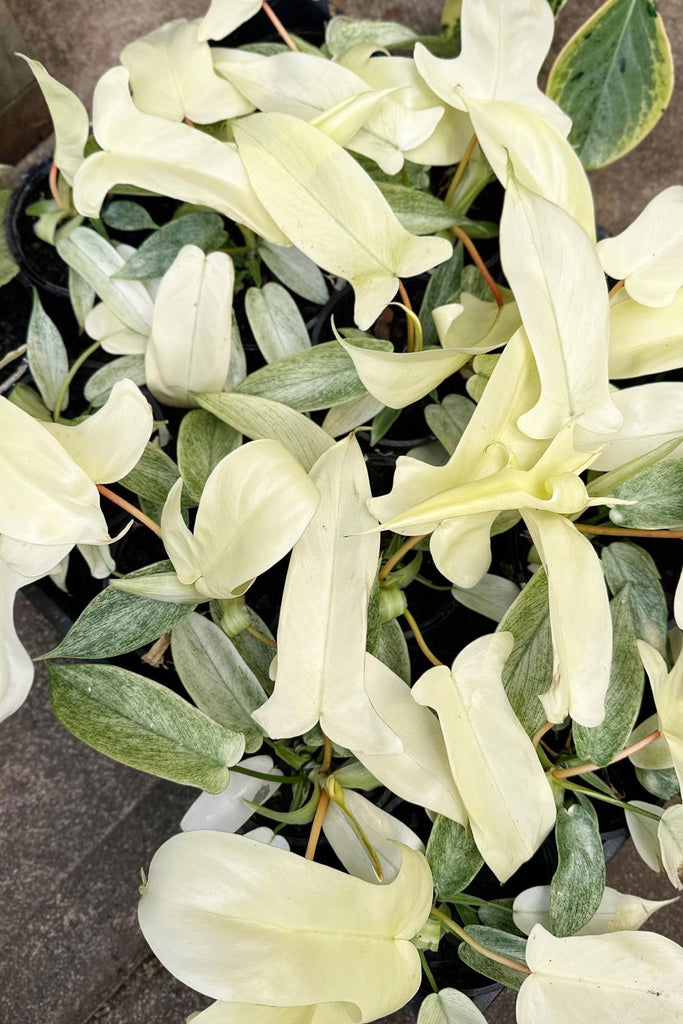Philodendron_Florida_Ghost_Sydney