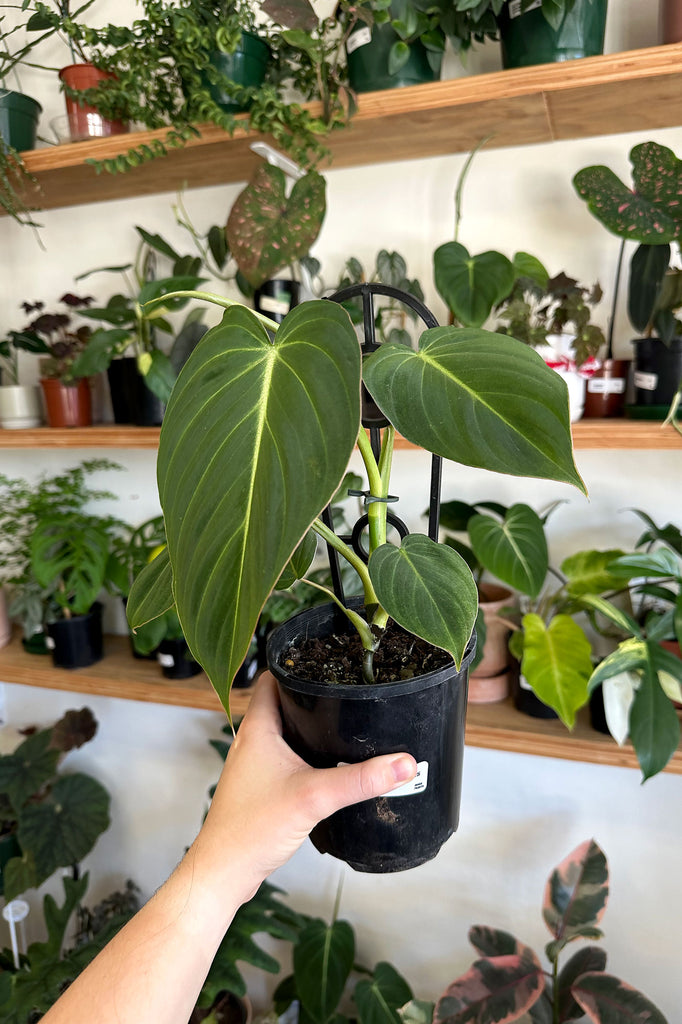 Buy Indoor Plants Online Sydney Plant Delivery More Plants