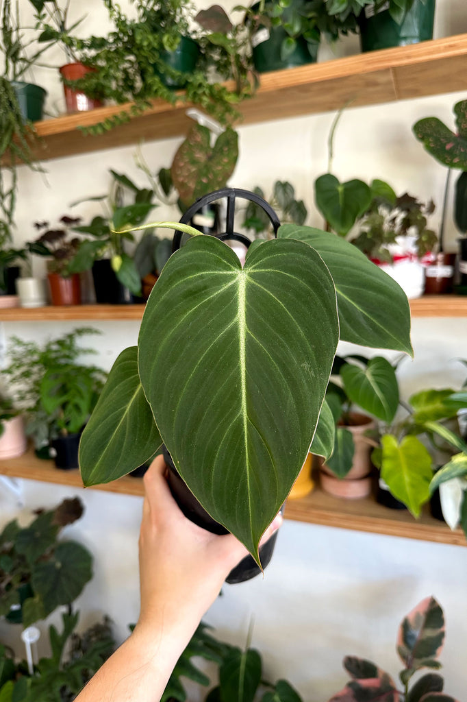 Buy Indoor Plants Online Sydney Plant Delivery More Plants