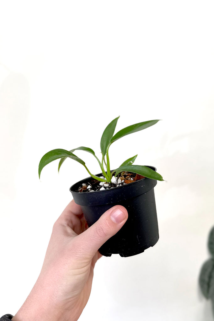 Buy Indoor Plant Collections Store Online More Plants