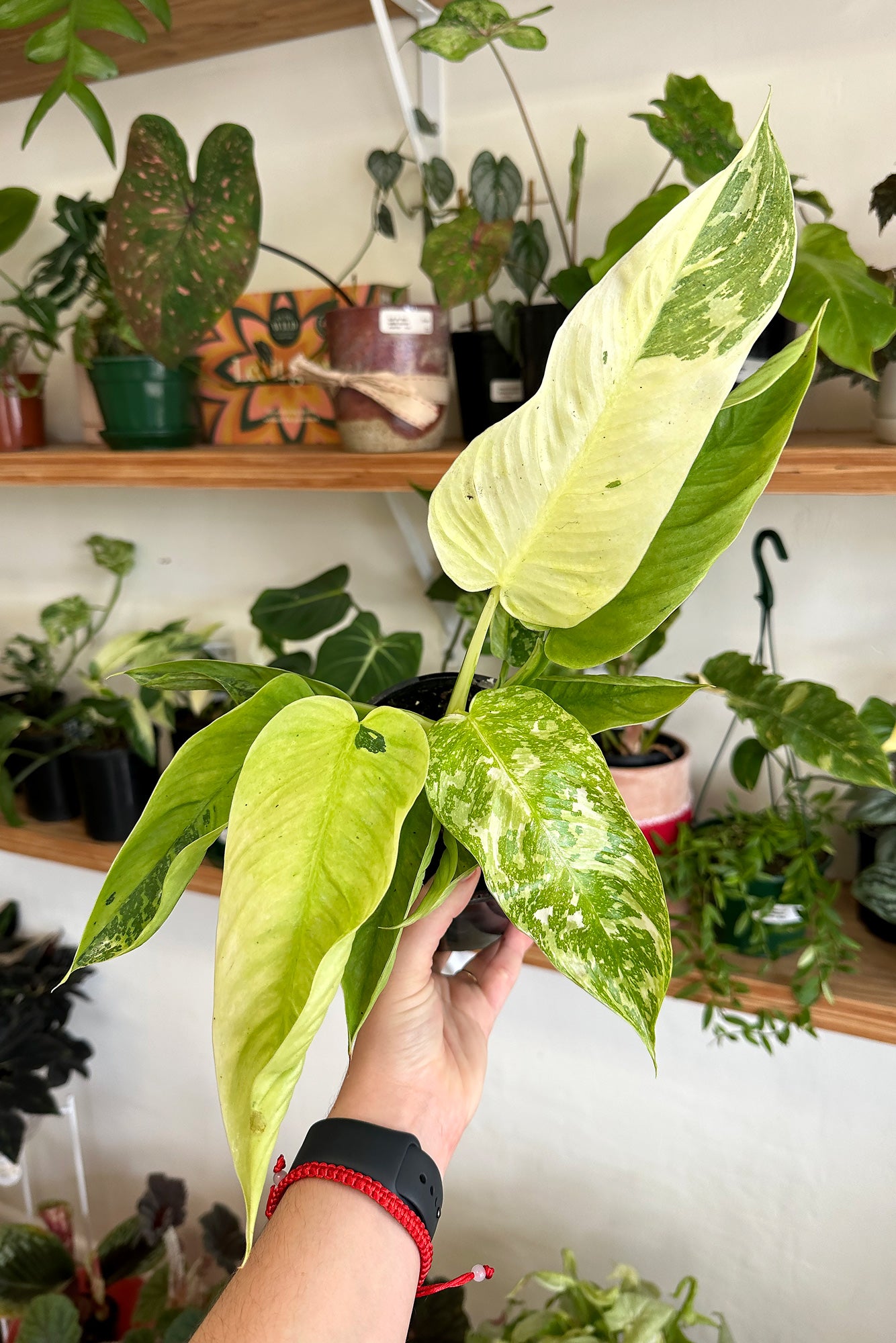 Buy Philodendron 'Jose Buono' - More Plants Online