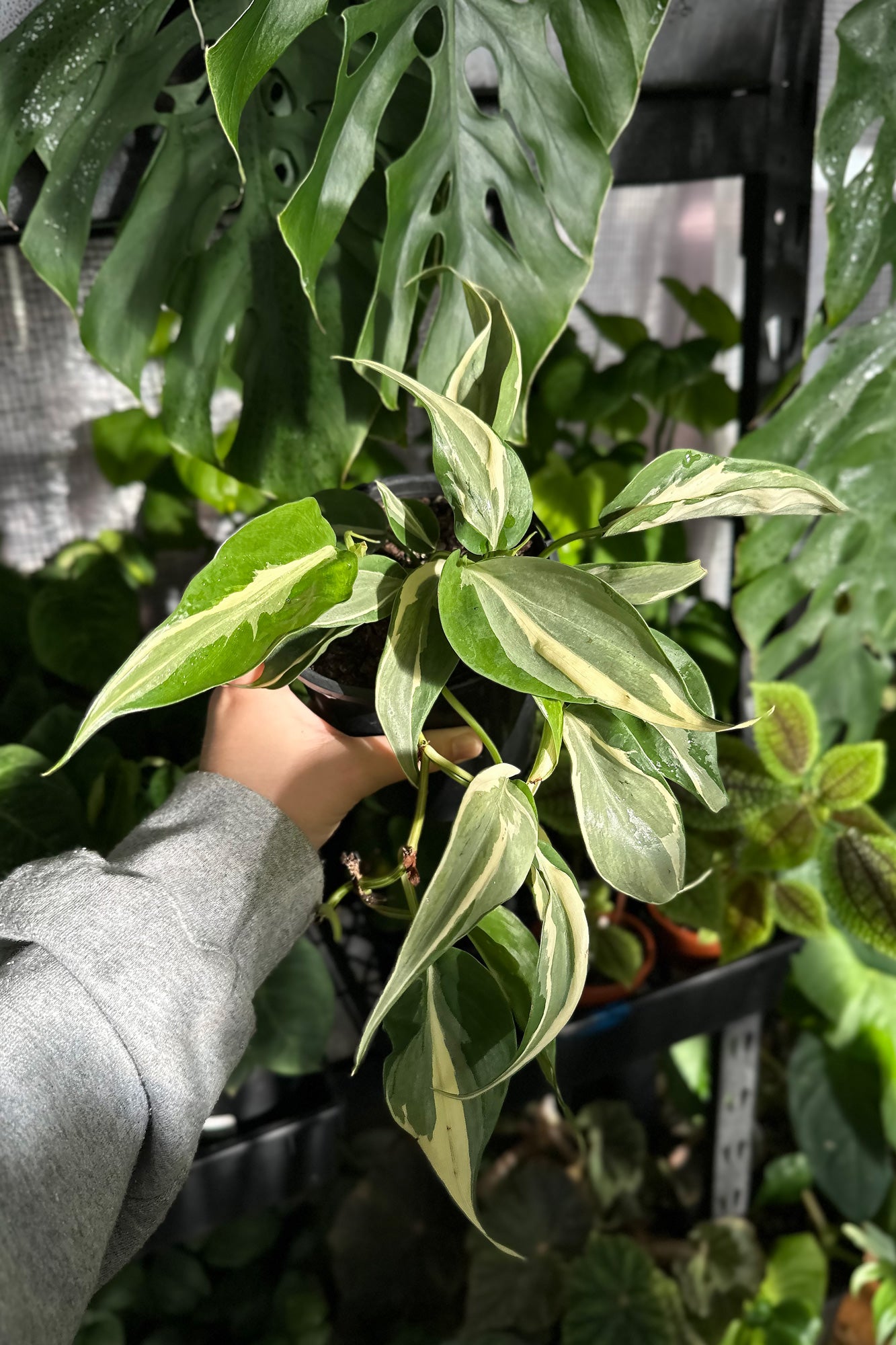 Buy Philodendron hederaceum 'Rio' - More Plants Online
