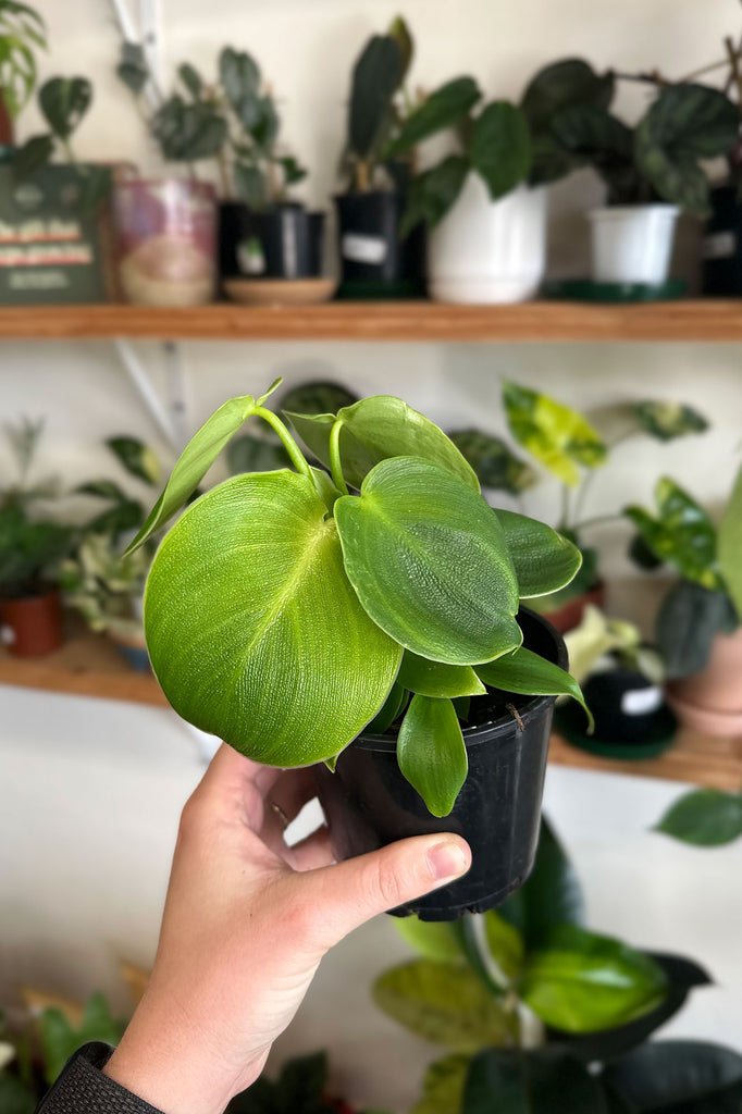 Philodendron_Rugosum_Rare_Indoor_Plants_Online