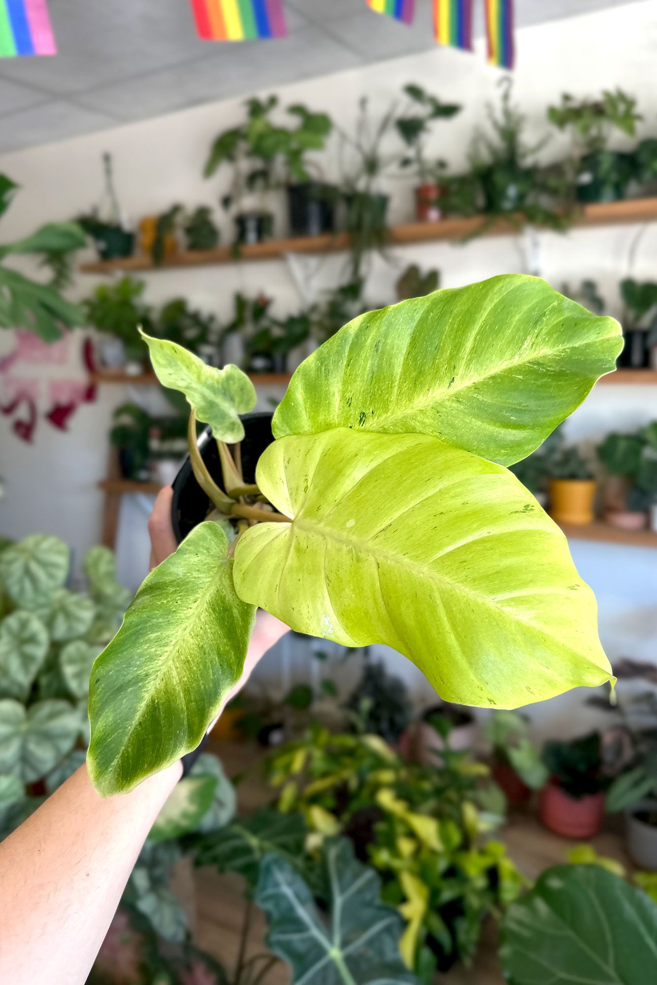 philodendron for sale sydney Buy Best Place To Buy Philodendron 'Snowdrift' Online | More Plants Online