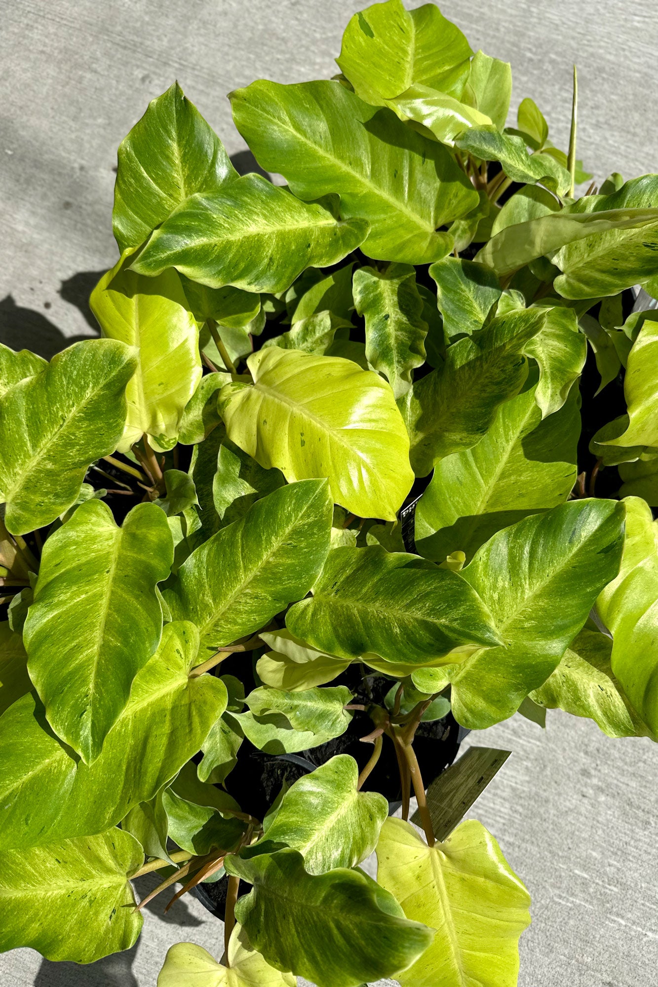 philodendron snowdrift rare Buy Best Place To Buy Philodendron 'Snowdrift' Online | More Plants Online