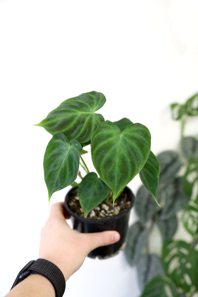 Buy Indoor Plants Online Sydney Plant Delivery More Plants