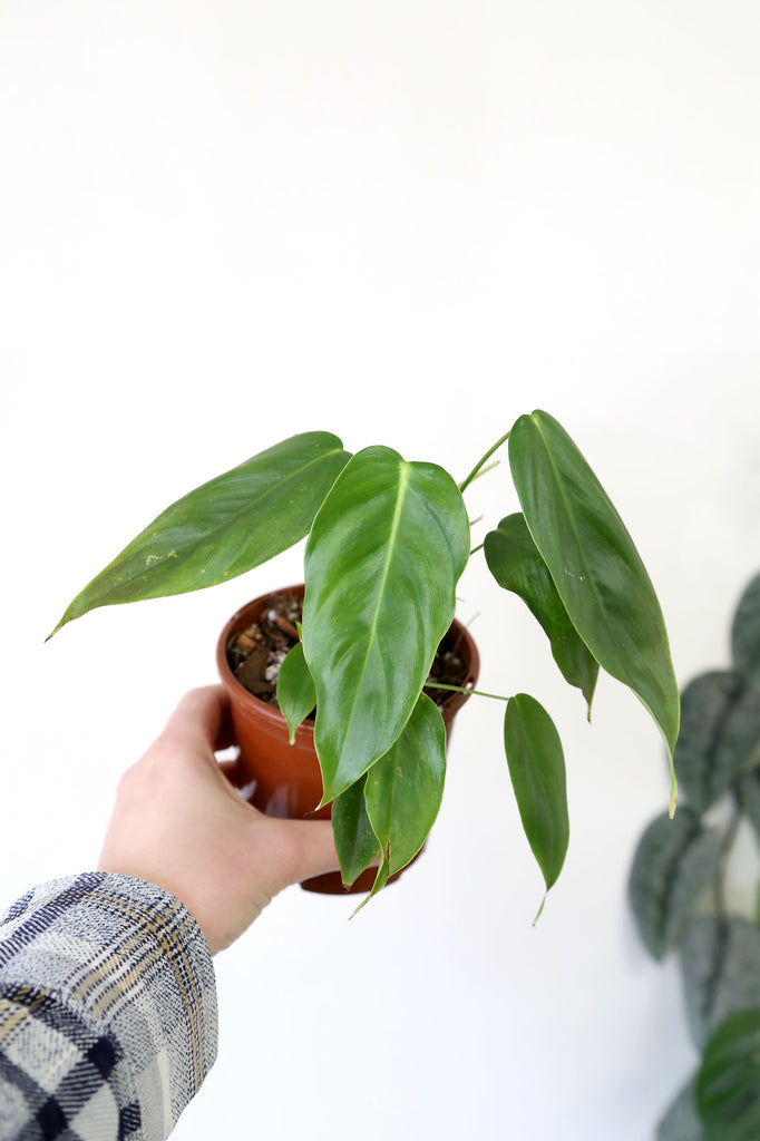 Philodendron_esmeraldense_Indoor_Plants_Online