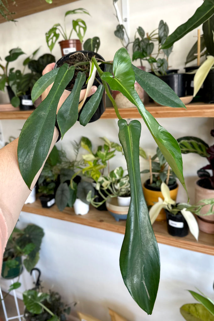 philodendron joepii care Buy Best Place to Buy Philodendron Joepii Online | More Plants Online