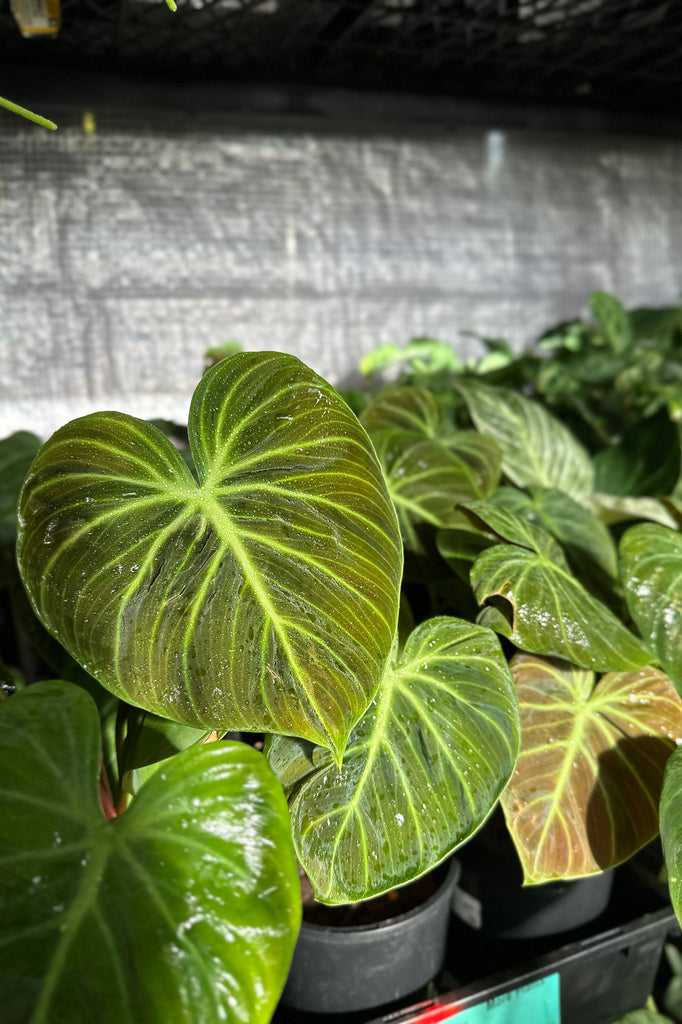 Philodendron_rubrijuvenile_El_Choco_Red