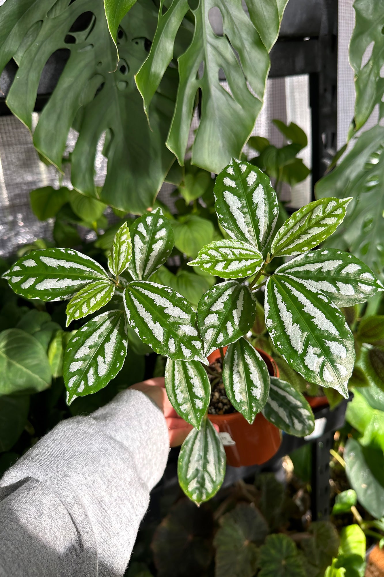 Buy Pilea cadierei (Aluminium Plant) Online