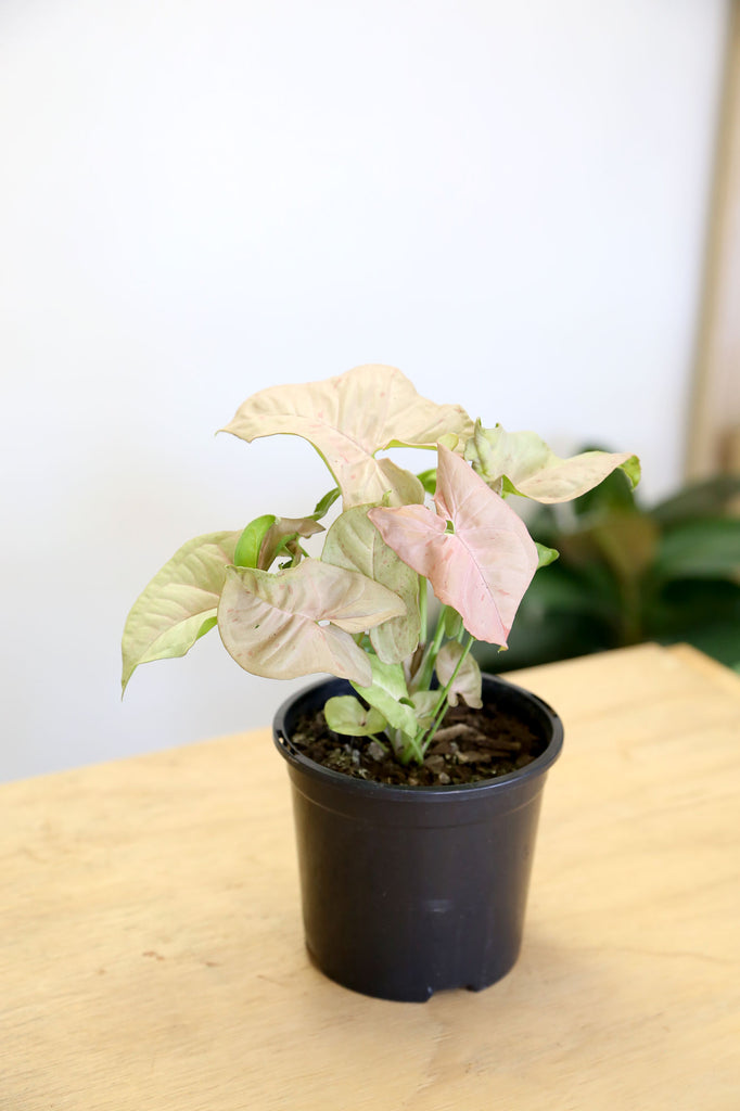 Syngonium-pink-spot-indoor-plants-online-sydney
