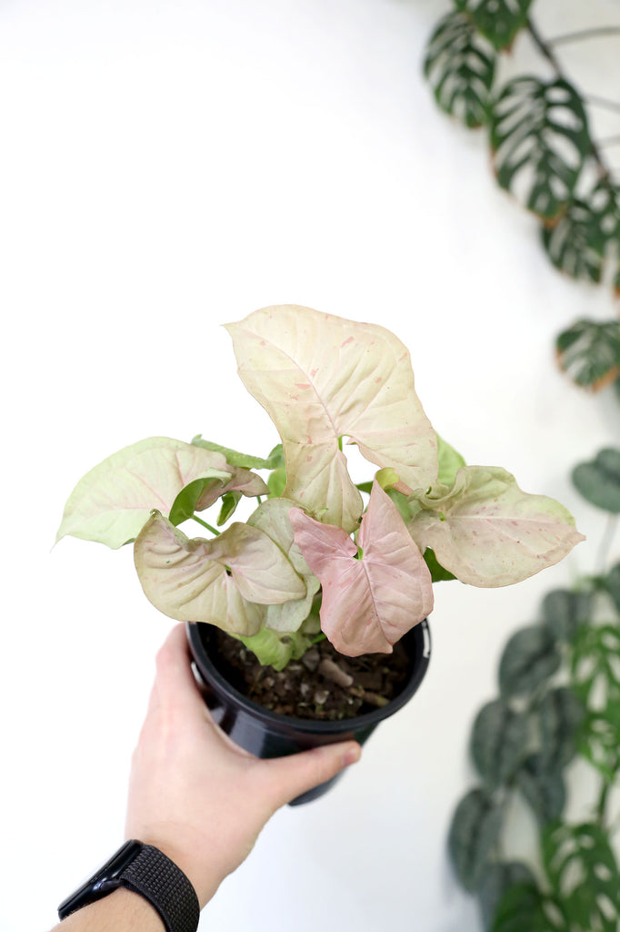 Syngonium-pink-spot-rare-indoor-plant