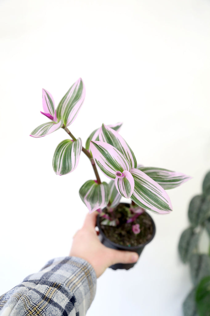 Buy Indoor Plants Online Sydney Plant Delivery More Plants