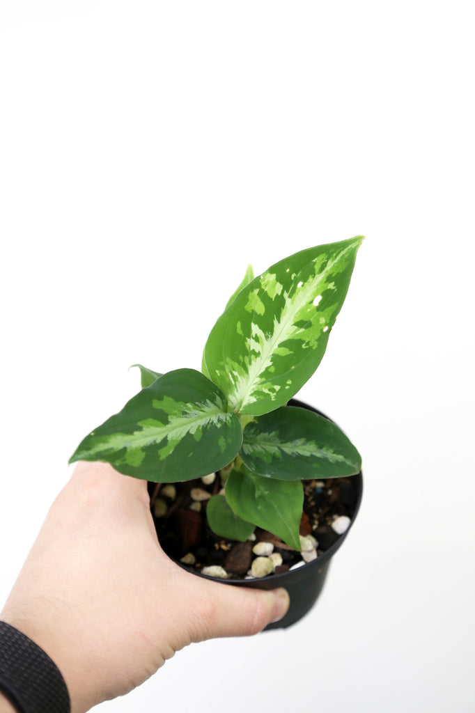 Buy Rare & Collector Plants Online More Plants