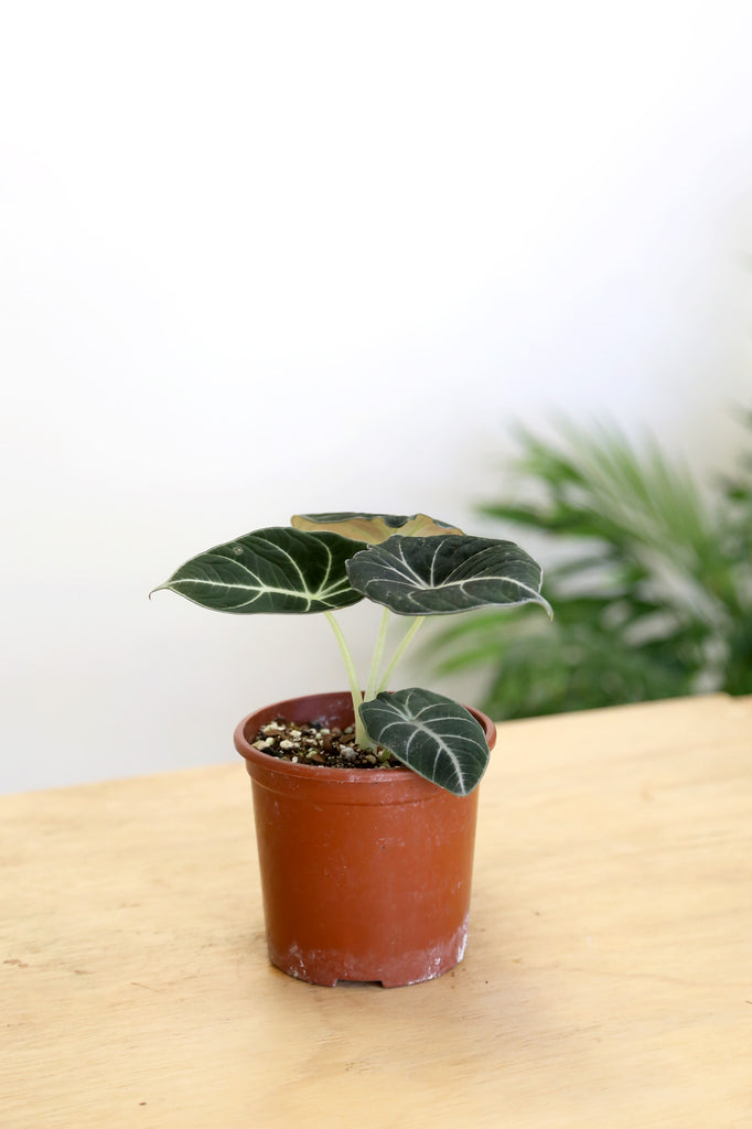 Alocasia-black-velvet-indoor-plant-sydney