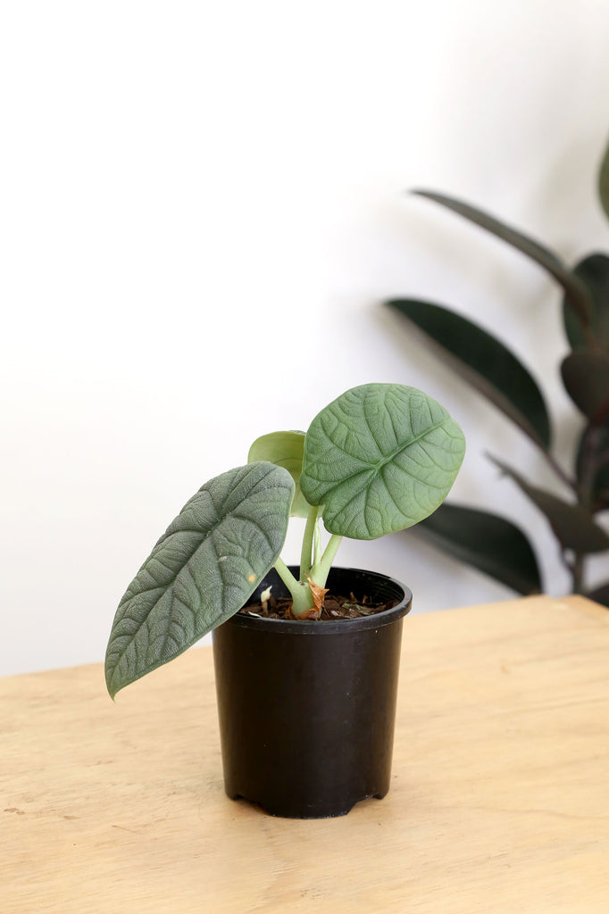       Alocasia-melo-rare-indoor-collector-plant-delivery-elephant-ears