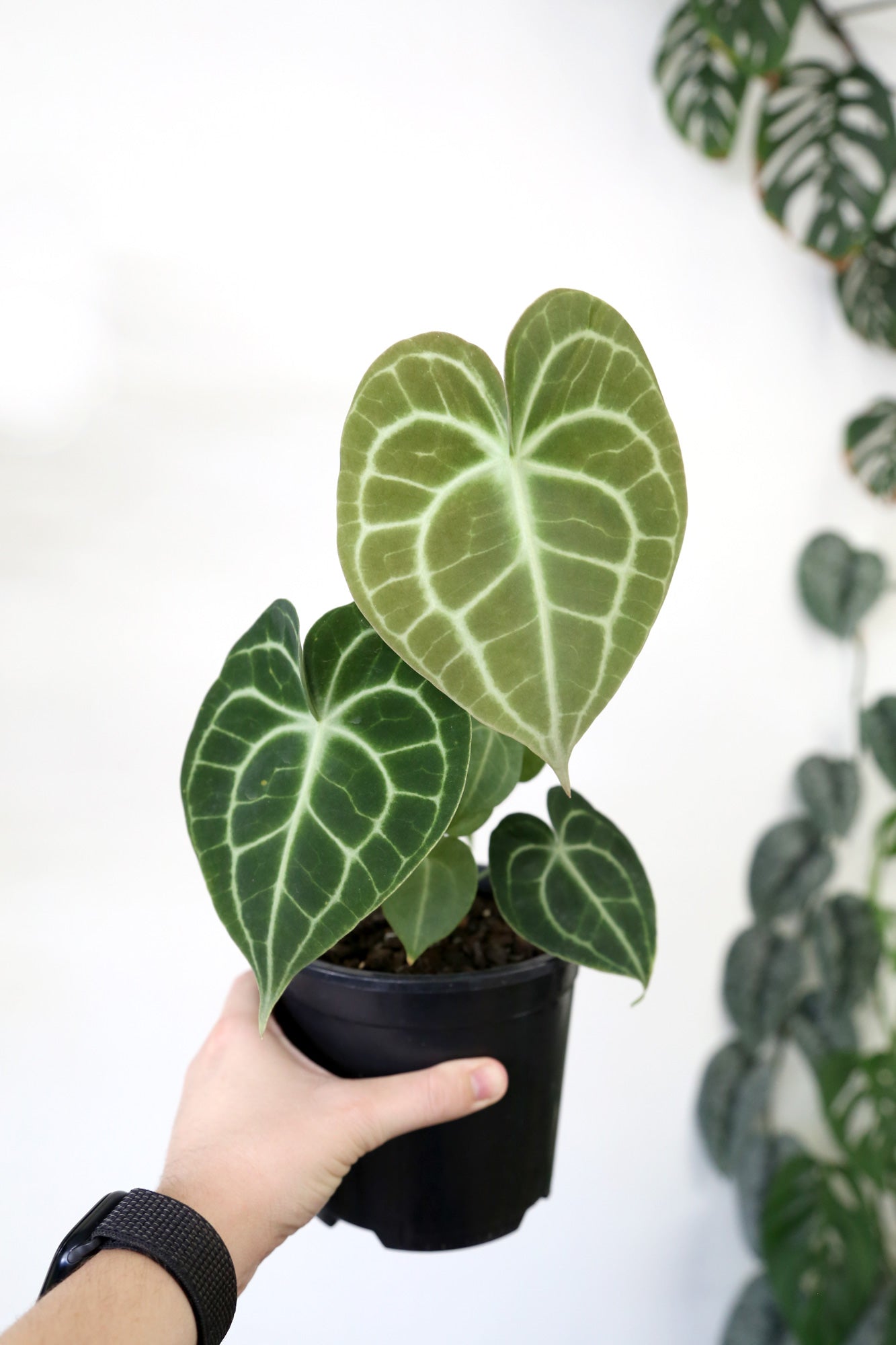 anthurium clarinervium rare Buy Anthurium clarinervium Online