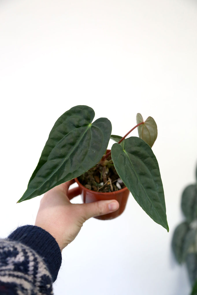 Buy Indoor Plants Online Sydney Plant Delivery More Plants