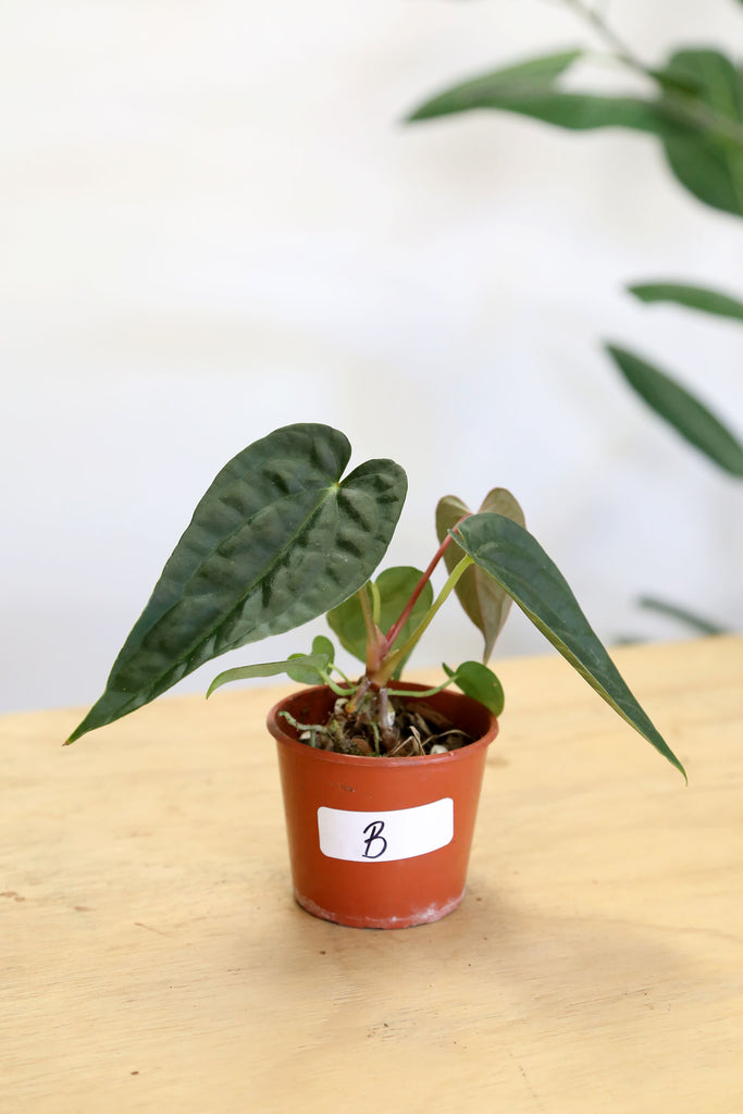 Buy Indoor Plants Online Sydney Plant Delivery More Plants