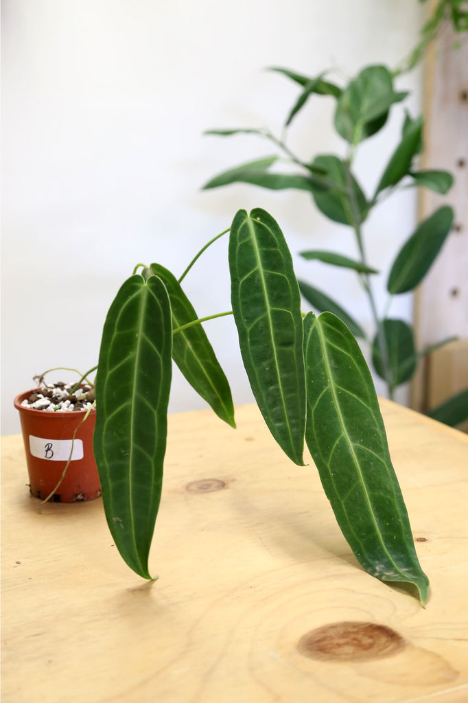 Buy Indoor Plants Online Sydney Plant Delivery More Plants