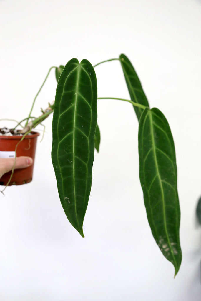 Buy Indoor Plants Online Sydney Plant Delivery More Plants