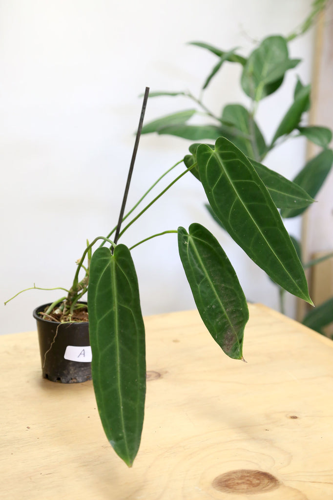 Buy Indoor Plant Collections Store Online More Plants