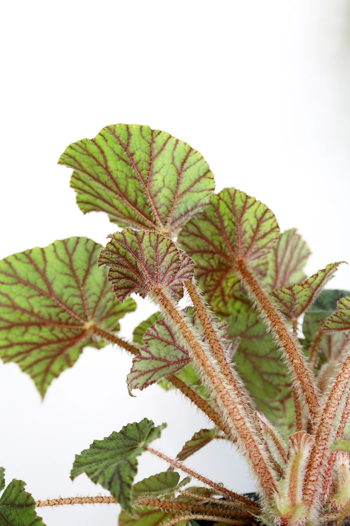Begonia-Incarnata-Metallica-Indoor-Flowering-Plant
