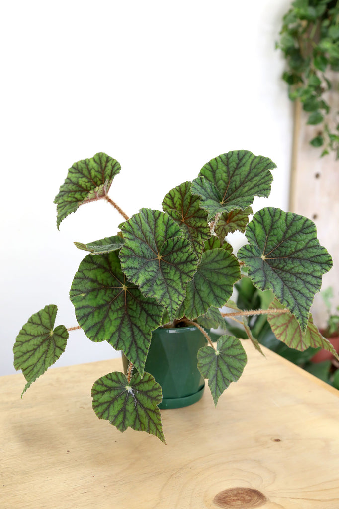 Begonia-incarnata-Metallica-strange-indoor-plant