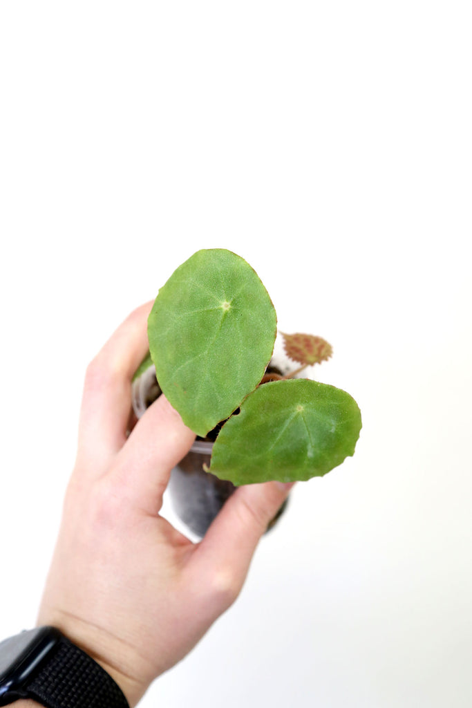 Begonia-phutoensis-collectors-plant