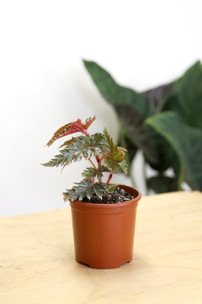 Begonia-serratipetala-flowering-indoor-plant-delivery-sydney