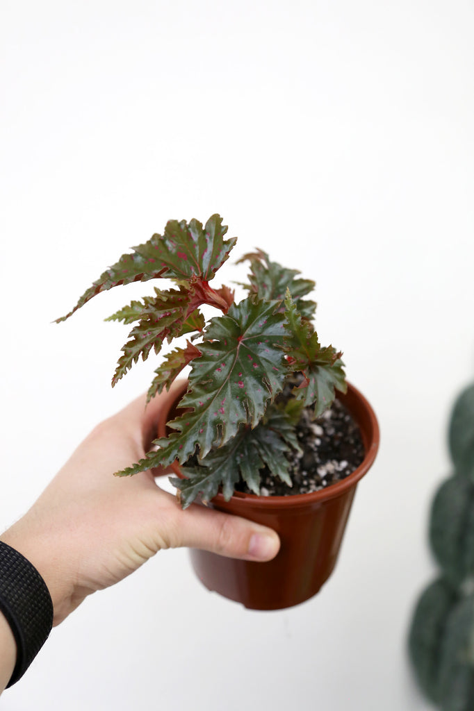 Begonia-serratipetala-flowering-pink-indoor-plant