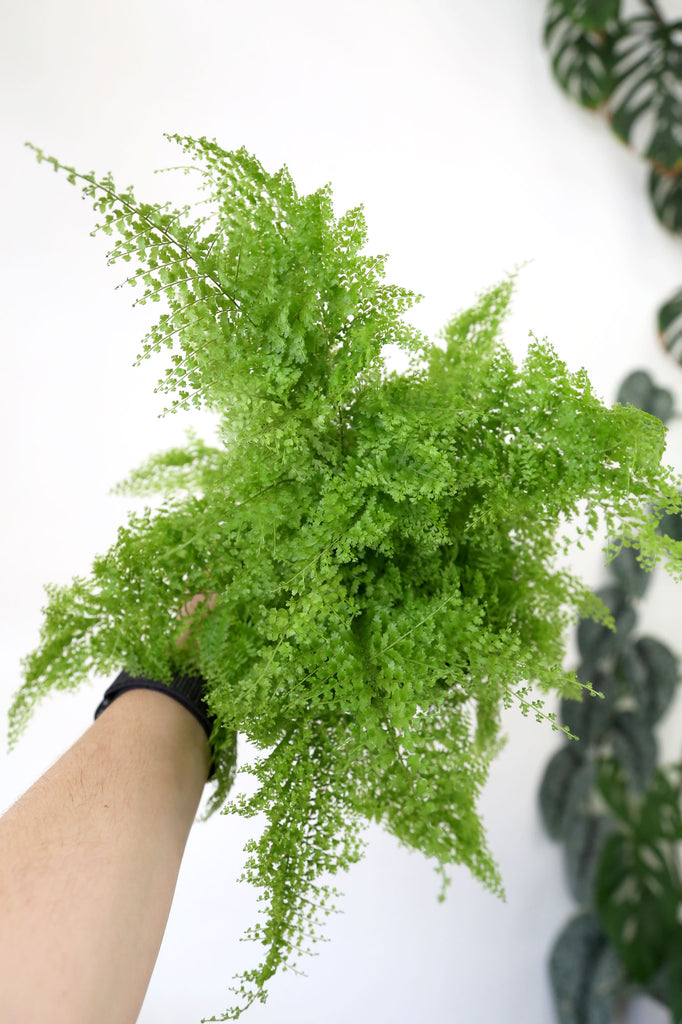 Cotton-Candy-Fern-Indoor-Plant-Delivery