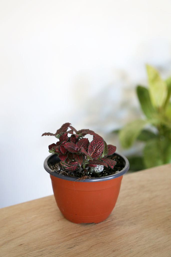 Fittonia Red Variety