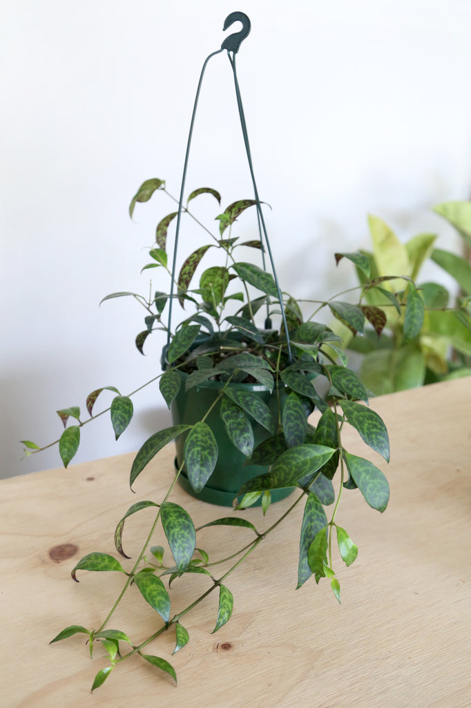 Aeschynanthus longicaulis 'Black Pagoda' (Lipstick Plant) - PICK UP / LOCAL DELIVERY ONLY