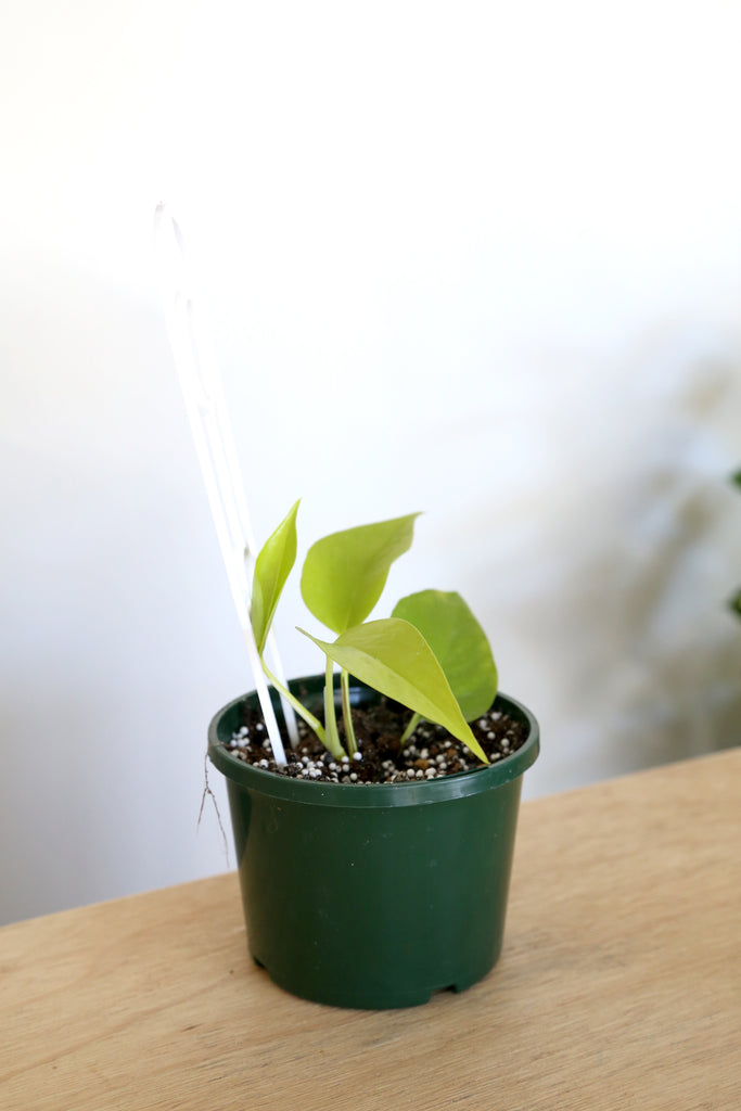 Buy Indoor Plants Online Sydney Plant Delivery More Plants