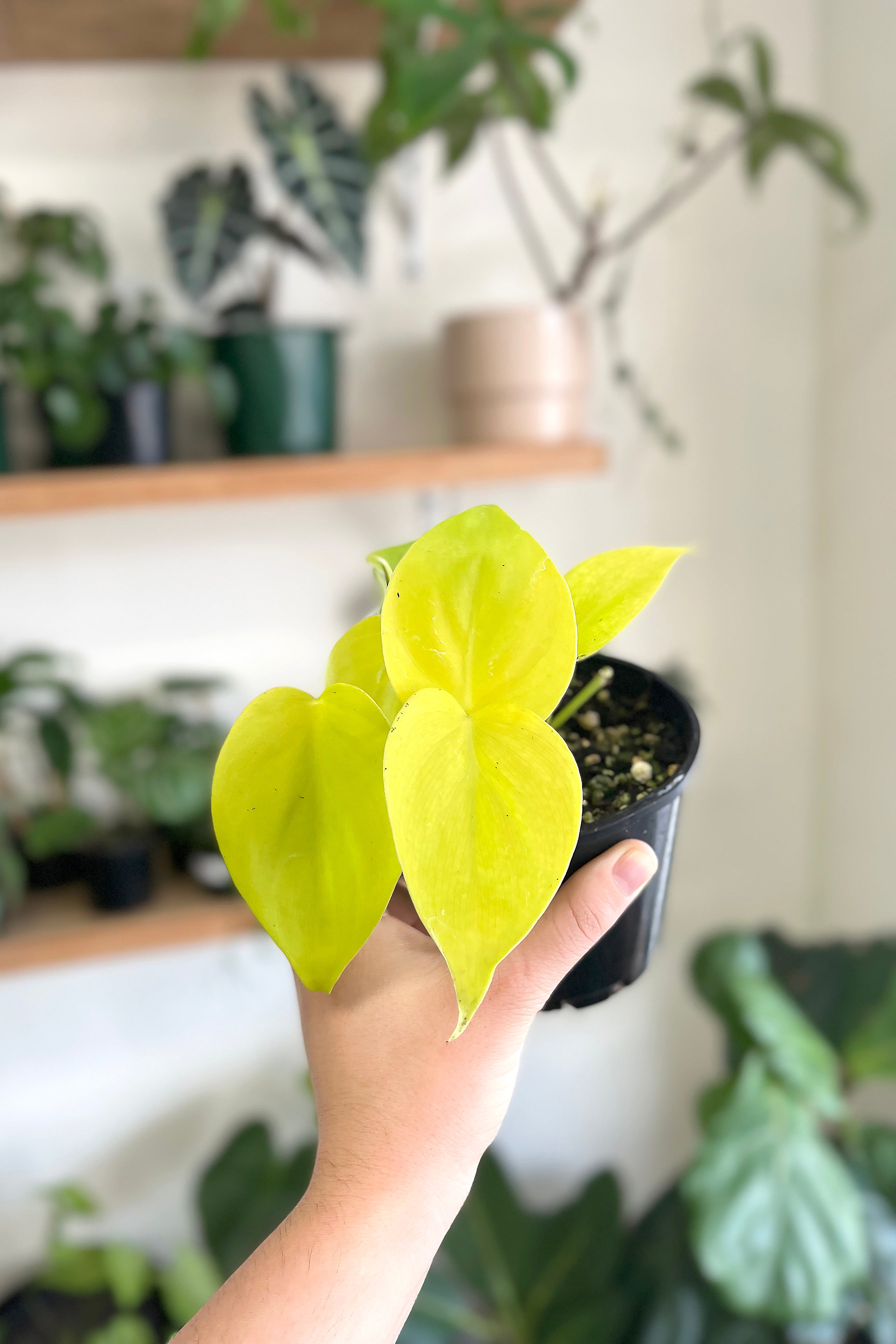 Buy Best Place to Buy Philodendron hederaceum var. oxycardium 'Gold' Online  | More Plants Online