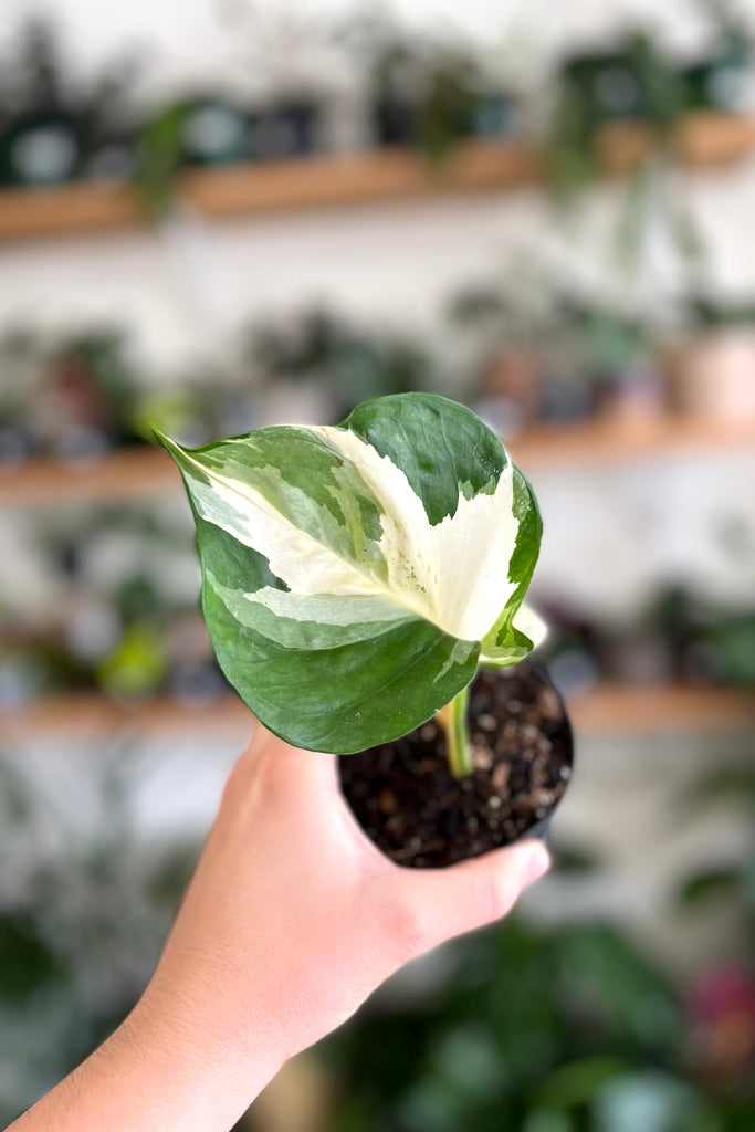 Buy Indoor Plants Online Sydney Plant Delivery More Plants